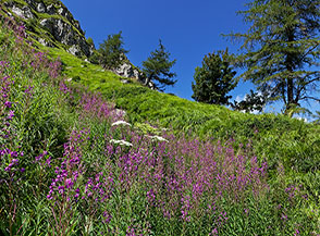 Splendida fioritura di Garofanino maggiore o Gambi rossi nei pressi del Passo de la Porticciola.