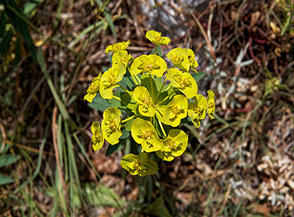 Fioritura di Euforbia di Gasparrini (Euphorbia gasparrinii Boiss. subsp. samnitica) sul Versante Sud del Taburno.