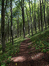 Nella faggeta verso il valico sommitale sulla Cresta Ovest del Monte Taburno.