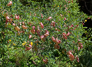 Sembrano delle otri in miniatura i particolarissimi frutti rigonfi della Vescicaria (Colutea arborescens).
