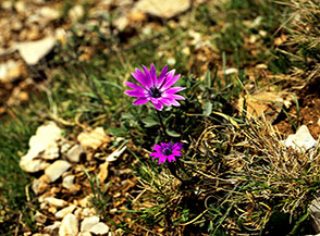 Anemone fior di stella o stellato (Anemone hortensis) in Valle Piana, alle pendici del Monte Tuonaco.