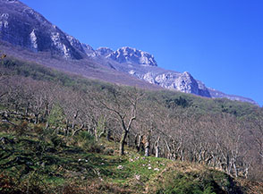 Castagneti sulle pendici settentrionali degli Alburni.