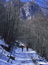 Una sterrata nel bosco a nord di Monte Urto.
