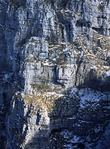 Particolare della parete dolomitica con cui precipita la Cresta Ovest del Monte Alburno.