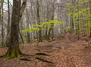 &ldquo;Il risveglio del bosco&ldquo; (lungo il sentiero che dalle Valle di Sopra sale al Monte Venere).