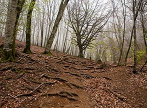 Il dilavamento della pioggia porta allo scoperto la trama tessuta dalle radici del faggio (Monte Venere).