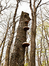 &ldquo;Tre balconi&ldquo; (funghi a mensola della specie Fomes fomentarius nel bosco sulla cima settentrionale di Monte Venere)