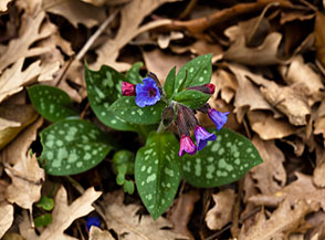 I discreti fiorellini della Polmonaria chiazzata (Pulmonaria hirta) lungo la Via Francigena in Valle di Sopra.