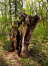 Il ceppo di un antico tronco (forse di castagno) nel bosco sotto Poggio Croce San Martino.