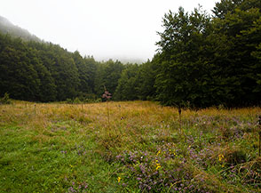 Radura nella Valle del Rondino.