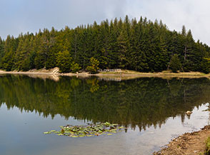 Ninfee (Nimphaea alba) sul Lago Calamone, al limite altitudinale estremo del loro areale.