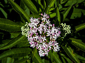 Fioritura di Sambuco Lebbio o Ebbio o Sambuchella (Sambucus ebulus L.) all&rsquo;Aia Carosina.
