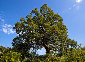 Bellissima quercia nei pressi del Fontanile di San Vito a Canistro Superiore.
