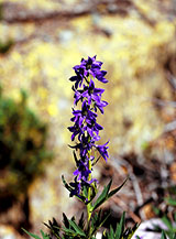 Una spiga floreale di Speronella alpina (Delphinium dubium) nella Valle delle Forciolline.
