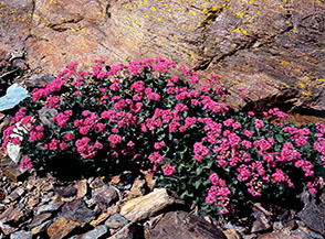 Fioritura di Cavolaccio lanoso (Adenostyles leucophylla) nei pressi del Lago delle Forciolline.