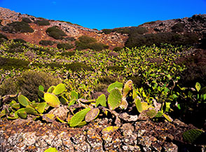 Scorcio sul fondo del cratere di Monte Vulcano.