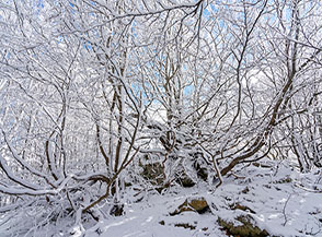 Una contorta boscaglia protegge la cima del Montenero.