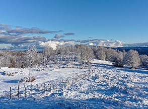 Montagne della Porcina: sul pianoro sommitale con lo sguardo rivolto verso il Colle Est (nascosto tra gli alberi).
