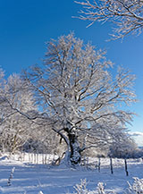 Faggio ricamato di neve sulle Montagne della Porcina.