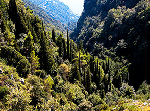 Il variegato bosco sul fondo del Vallone Pozzo nei pressi di Santa Maria Castello.