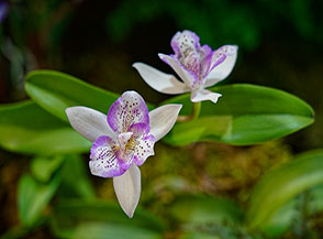 Mostra di Orchidee all&rsquo;Orto Botanico di Roma.