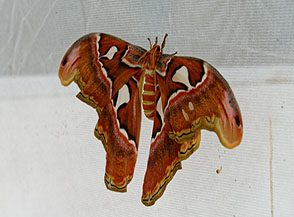 Un esemplare di Attacus atlas (la pi&ugrave; grande falena al mondo) nel Giardino delle Farfalle dell&rsquo;Orto Botanico.