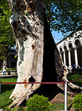 Particolare del plurisecolare tronco di un platano orientale nei giardini della Terza Corte.