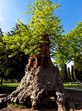 I resti di un gigantesco tronco di un platano orientale nei giardini della Seconda Corte.