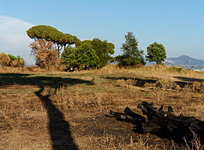 Pennellate di nero sulla campagna romana (Parco degli Acquedotti).