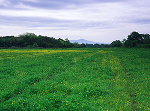 Campi lungo il Fiume Almone al Parco della Caffarella.