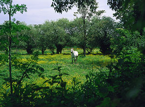 Cavallo al pascolo nel Parco della Caffarella.