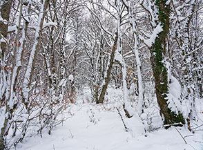 Il Bosco de le Carbonere con la sua fredda&hellip;coperta invernale.