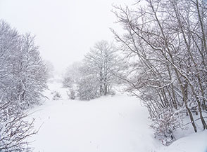 All&rsquo;uscita dal bosco ai margini dei prati imbiancati del Pascolo del Riposo.