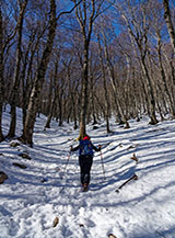 Lungo la salita verso la Neviera nel Bosco Canale.