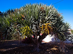L&rsquo;ampia chioma di un Albero del drago (Dracaena draco) in un giardino di Vila Baleira (Porto Santo).
