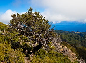 Un&rsquo;Erica arborea centenaria guarda l&rsquo;oceano (nei pressi del Rifugio di Pico Ruivo).