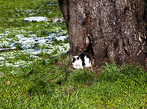 Un gatto sull&rsquo;uscio della sua tana ricavata all&rsquo;interno di un tronco cavo di un frassino.