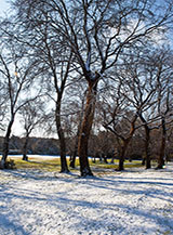 La macchia di frassini che adorna l&rsquo;area pic-nic all&rsquo;imbocco del Viale della Villa di Plinio.