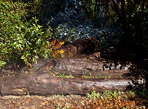 Scorcio nel sottobosco ai margini dell&rsquo;area pic-nic all&rsquo;incrocio fra Viale della Villa di Plinio e Via del Lido di Castel Porziano.