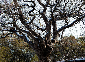 L&rsquo;intricata ramificazione di una roverella nella Pineta di Castel Fusano.