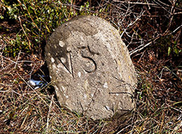 Pineta di Castel Fusano