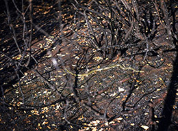 Pineta di Castelfusano