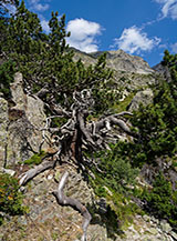 Particolare del tronco contorto di un Pino uncinato nella Vall&eacute;e d&rsquo;Arratille.