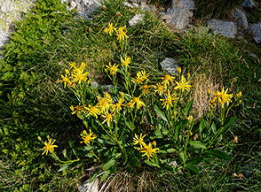 Fioritura di Senecione pirenaico (Senecio pyrenaicus), molto diffuso sui prati d&rsquo;alta quota nei Pirenei.