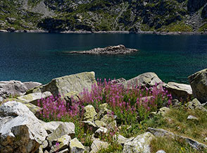 Fioritura di Garofanino maggiore (Chamaenerion angustifolium L. Scop.) sulle sponde del Lac d&rsquo;Artouste.