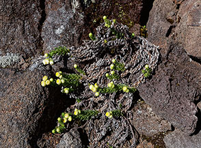 &ldquo;La vita fiorisce anche tra la lava&ldquo; (Psiadia callocephala, pianta endemica della Reunion, al Piton de la Fournaise).