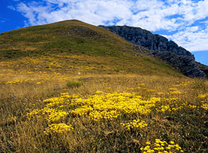 Un giallo tappeto di fiori ci guida dalla Forca della Cervara verso il Pizzo Berro.