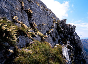 Una splendida ed inaspettata fioritura di Sassifraga meridionale (Saxifraga callosa o lingulata) borda la fascia rocciosa superata dalla ferratina di Pizzo Berro.