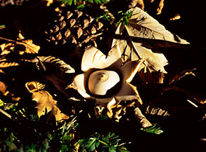 Il grazioso fungo Stella di bosco (Geastrum triplex) nel Fosso del Dente.