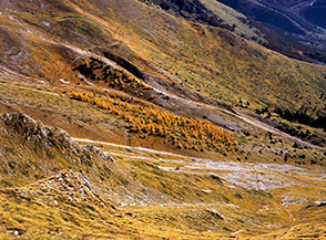 Macchia di larici al limite boschivo nel Vallone della Portella.